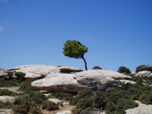 Baum in den Felsen